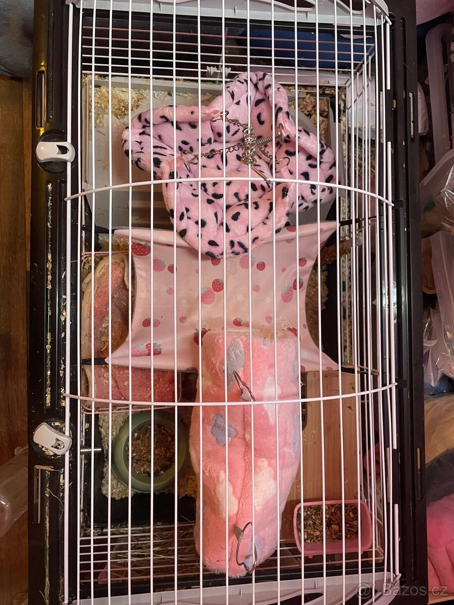 Morčátka i s klecí zdarma - 6