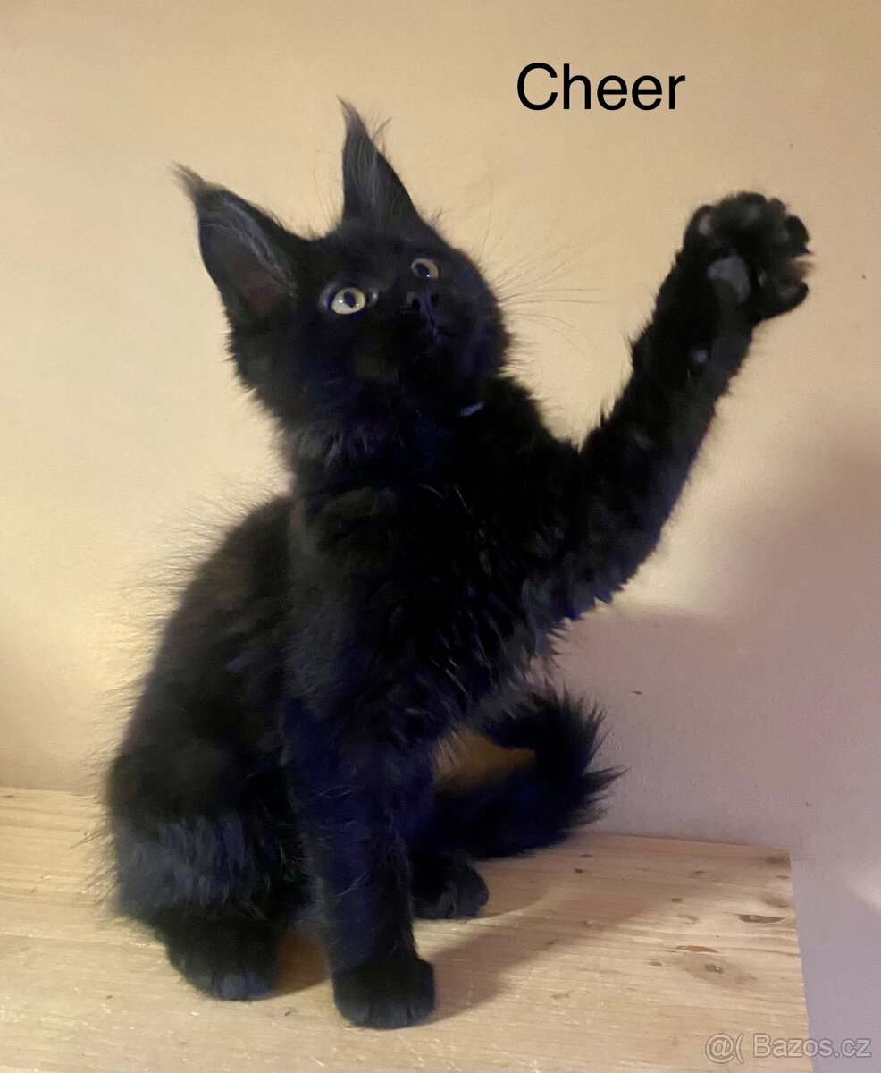 Mainská mývalí s PP - 6