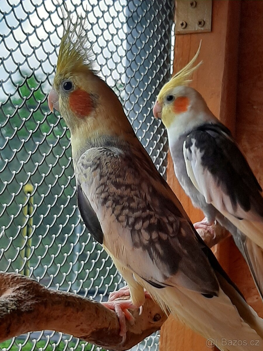 Korely ... korela - 6