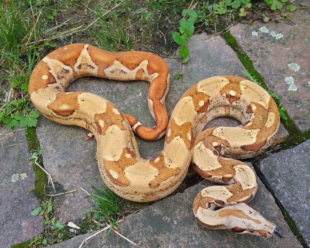 Boa imperator - Paradise Sunglow Aztec, Sunglow Motley - 6