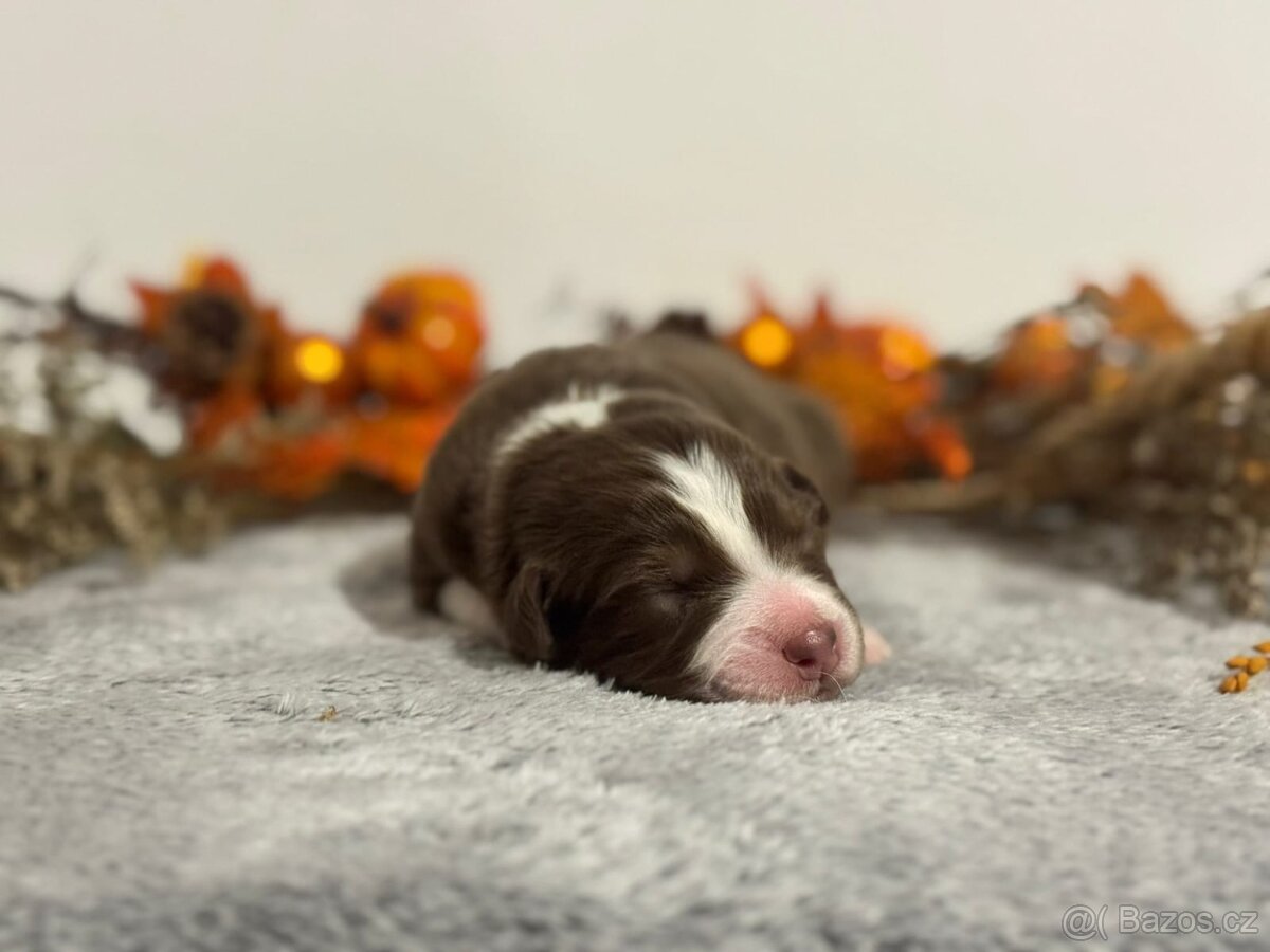 Australský ovčák s PP - 6