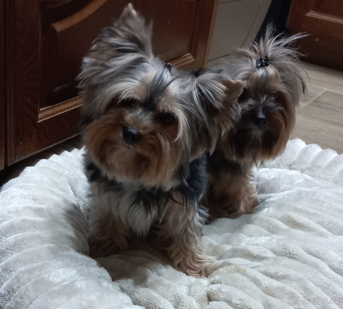Jorkšírský teriér - maličký psík - 6