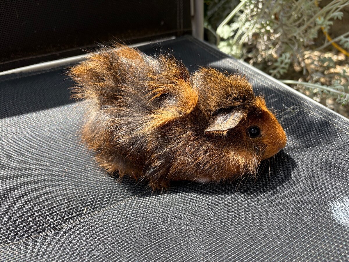 MORCE , MORČATA , MORČÁTKA 🐹 - 6