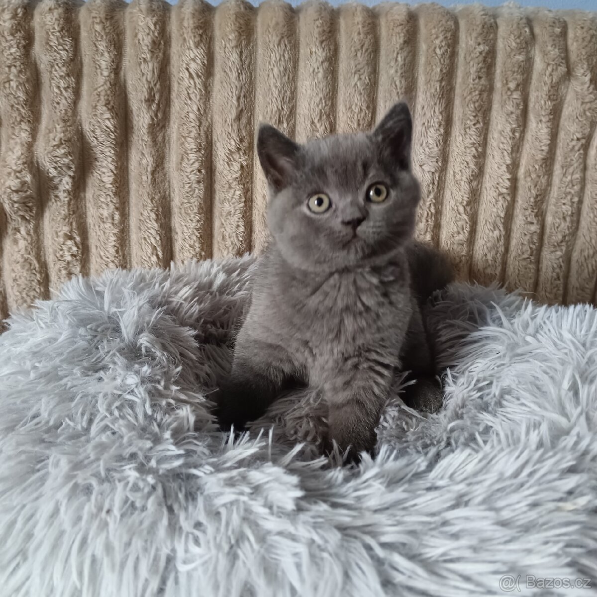 Britská koťata - 6