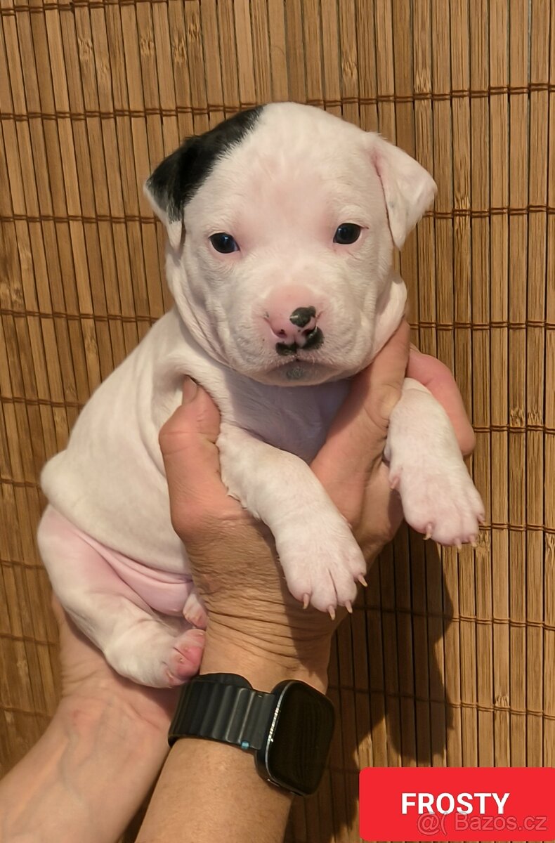 Americký stafordšírský teriér - 6