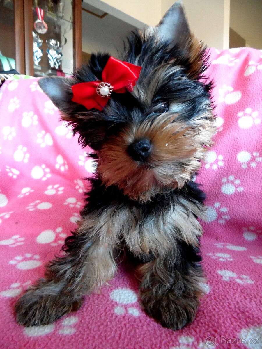 Jorkšírský terrier s PP - 6