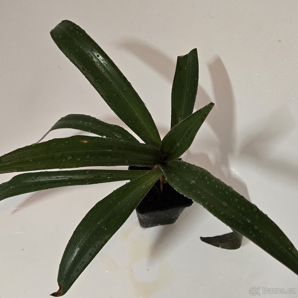 Tradescantia spathacea - 6