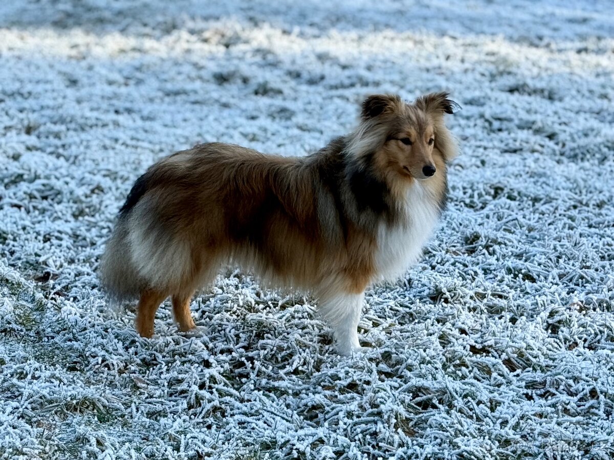 Sheltie dlouhosrsta s PP - kryti - 6