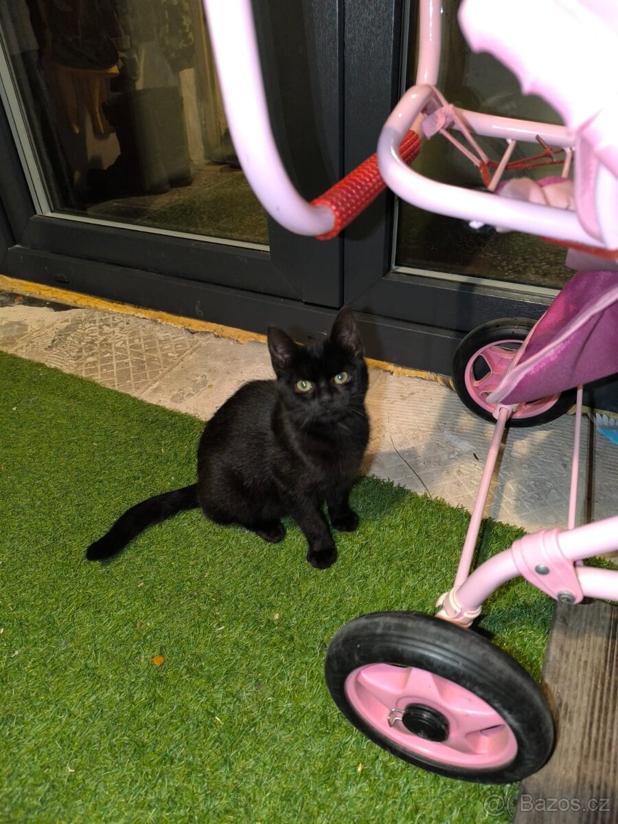 Kočička a kocourek,4 měsíce potřebují domov. - 6