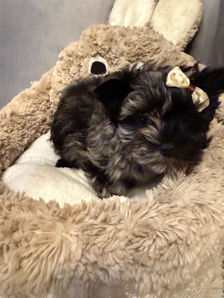 Jorkširský teriér pejsek s PP - 6
