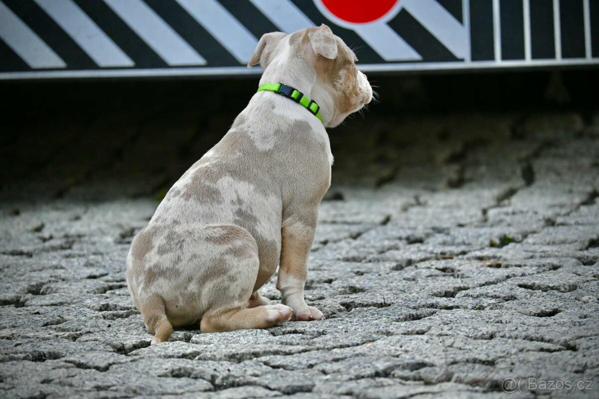 American Bully štěňátka - 6