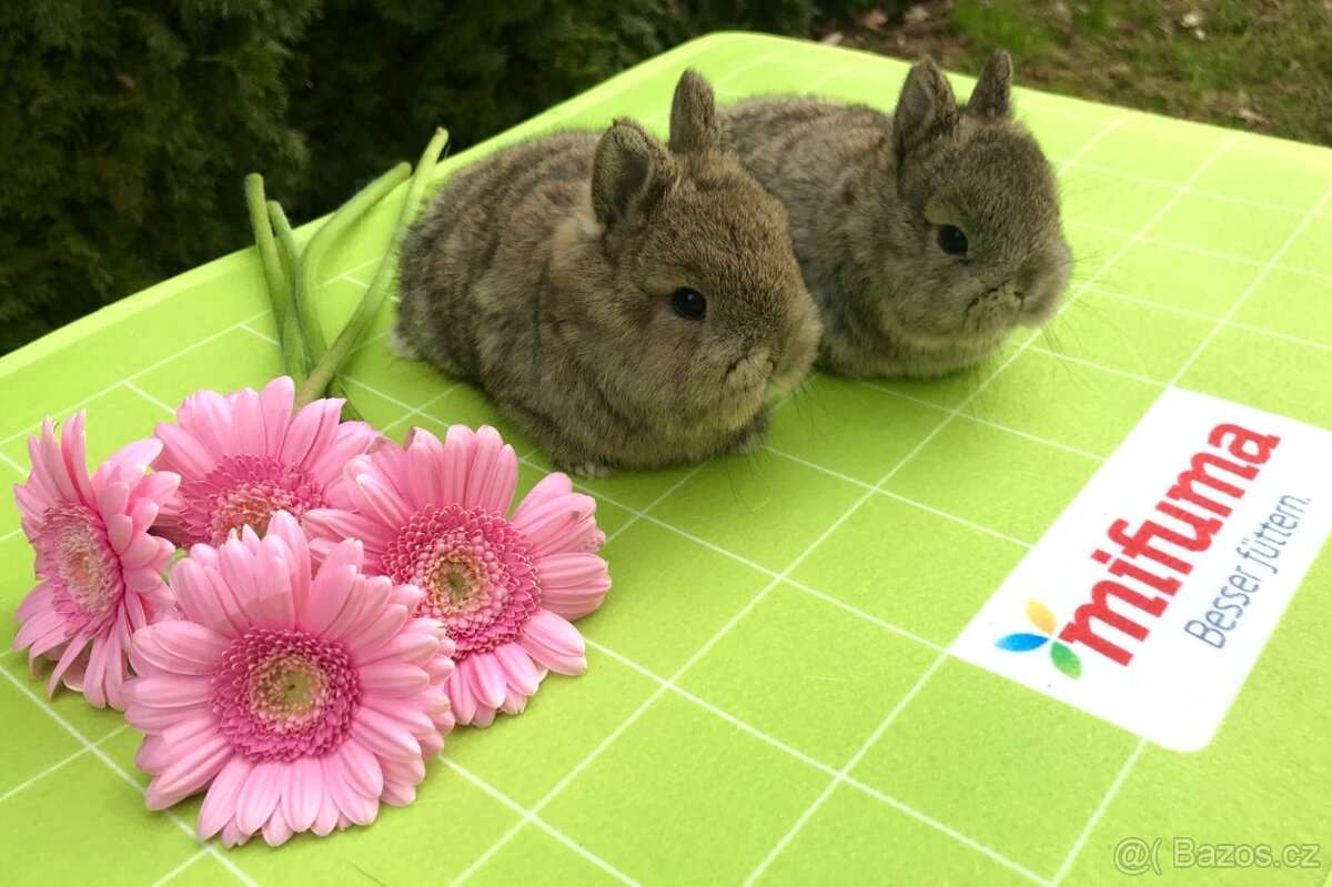 Mláďata zakrslých králíčků přímo od chovatele - 6