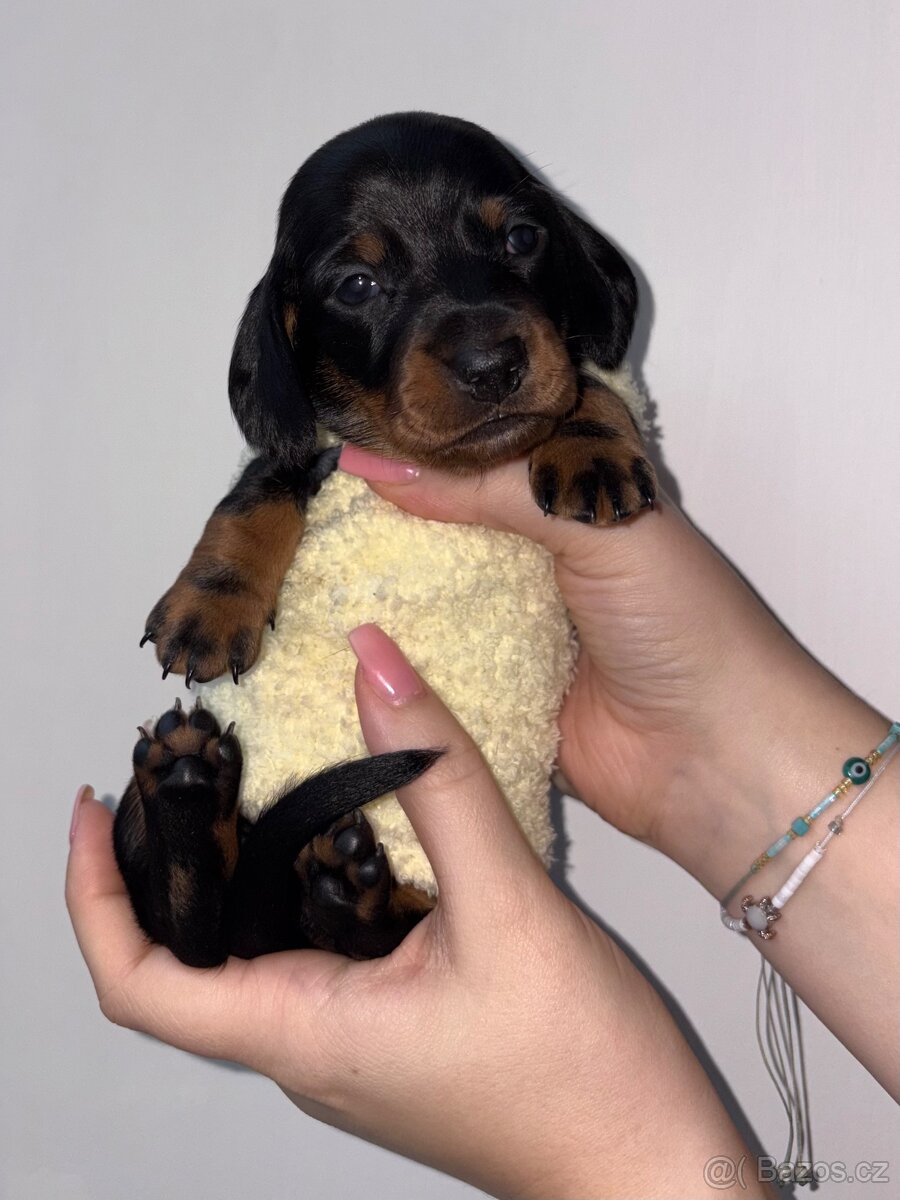 Štěňátka trpasličího jezevčíka bez pp k rezervaci✨ - 6