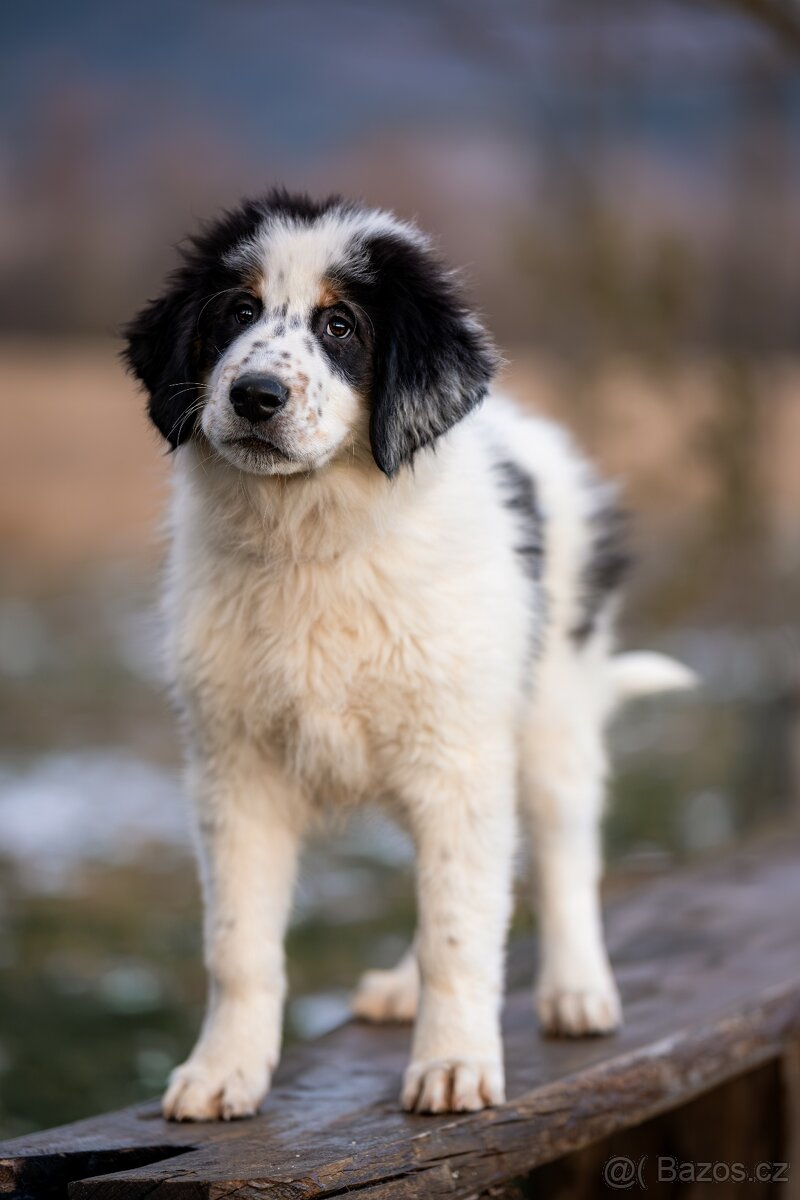 Šteniatko tornjaka s PP - 6