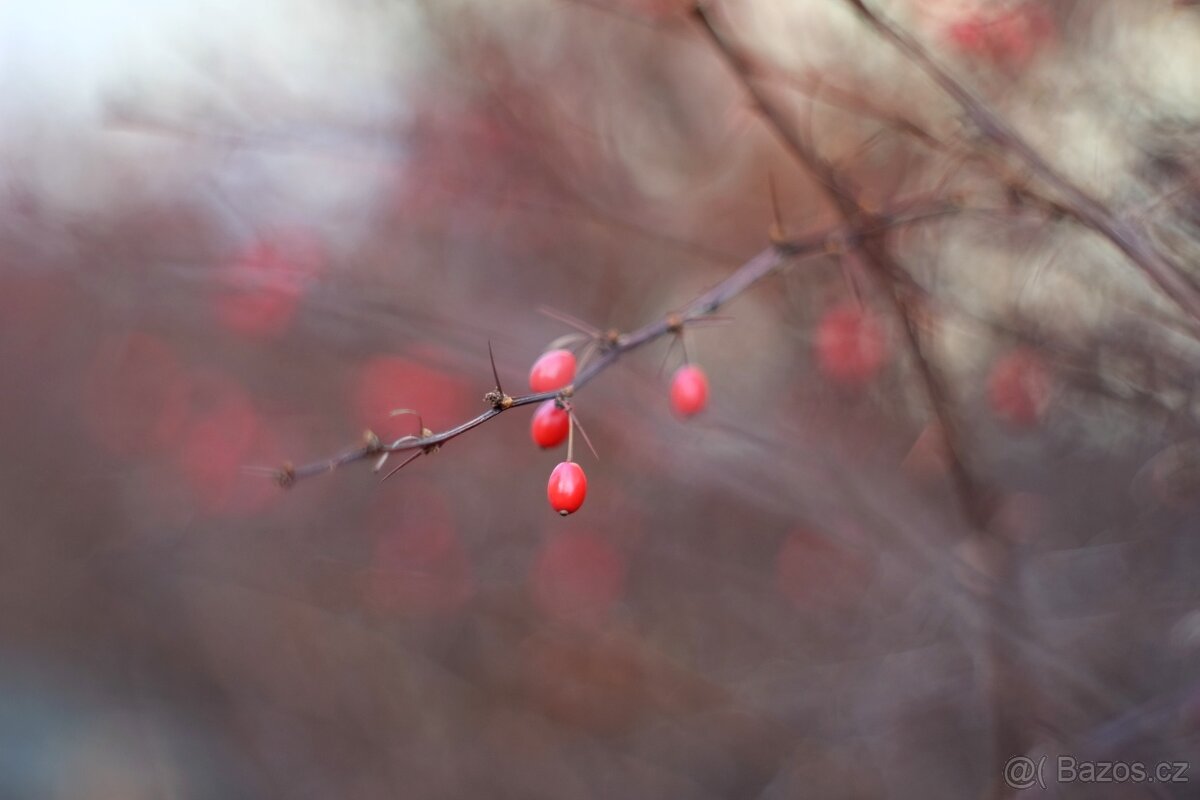 Auto Reflecta 55mm f/1.7 - (M42) - 6