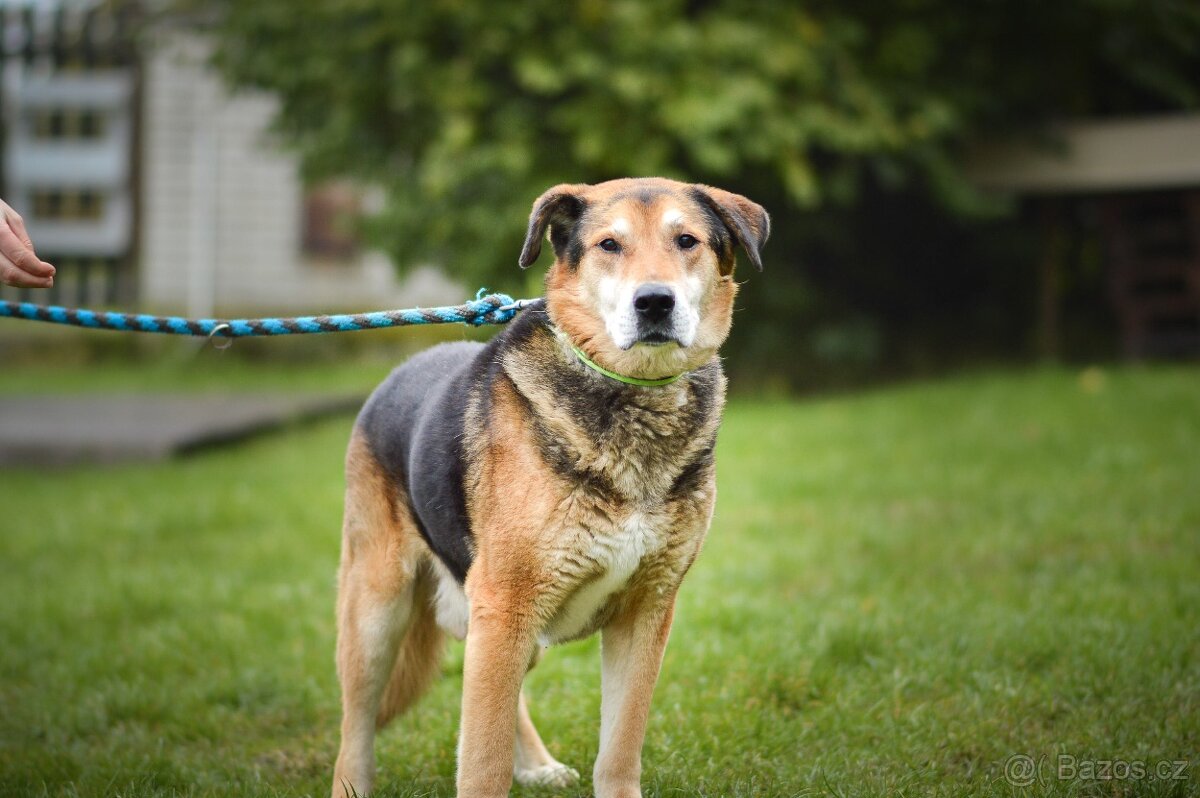 Rex - x Německý ovčák, hodný klidný pes, 10 let - 6