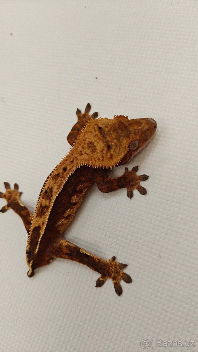 Pagekon řasnatý, correlophus cilliatus, ciliát - 6