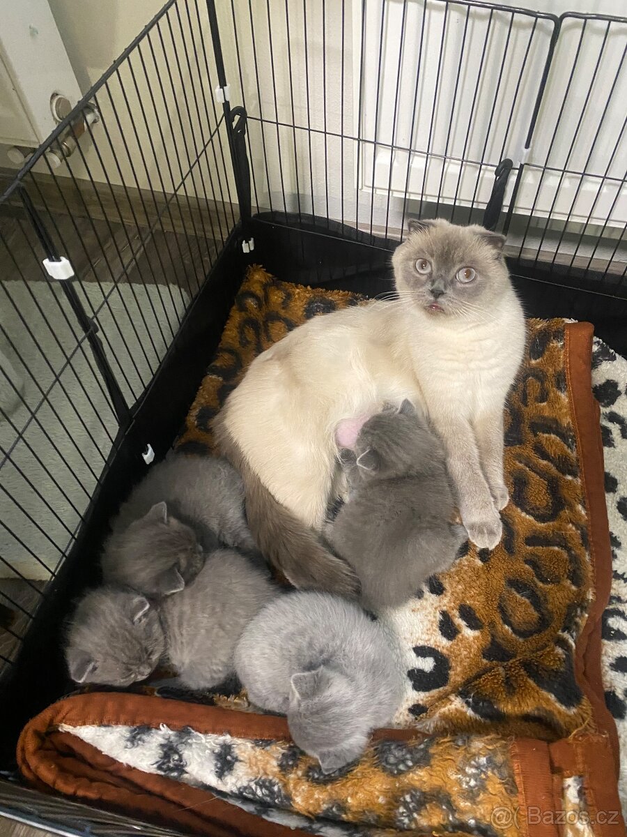 Britští koťátka - 6