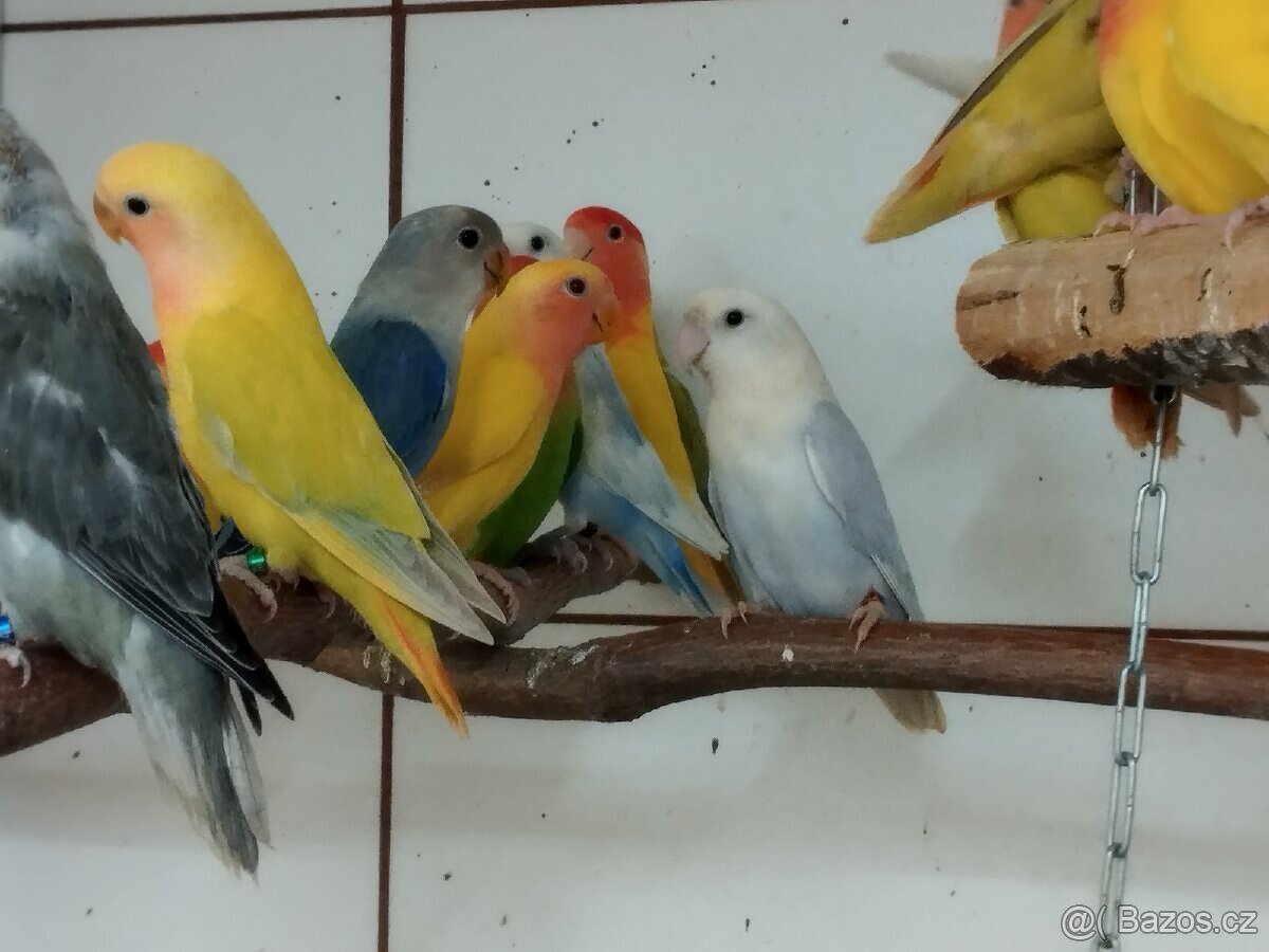 Agapornis růžohrdlý opalín - 6