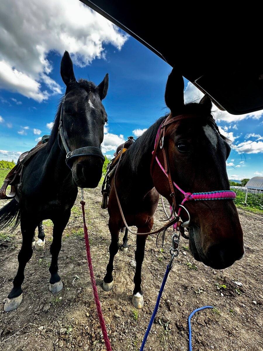 Klisna / Klusák / 7let / Prodej - 6