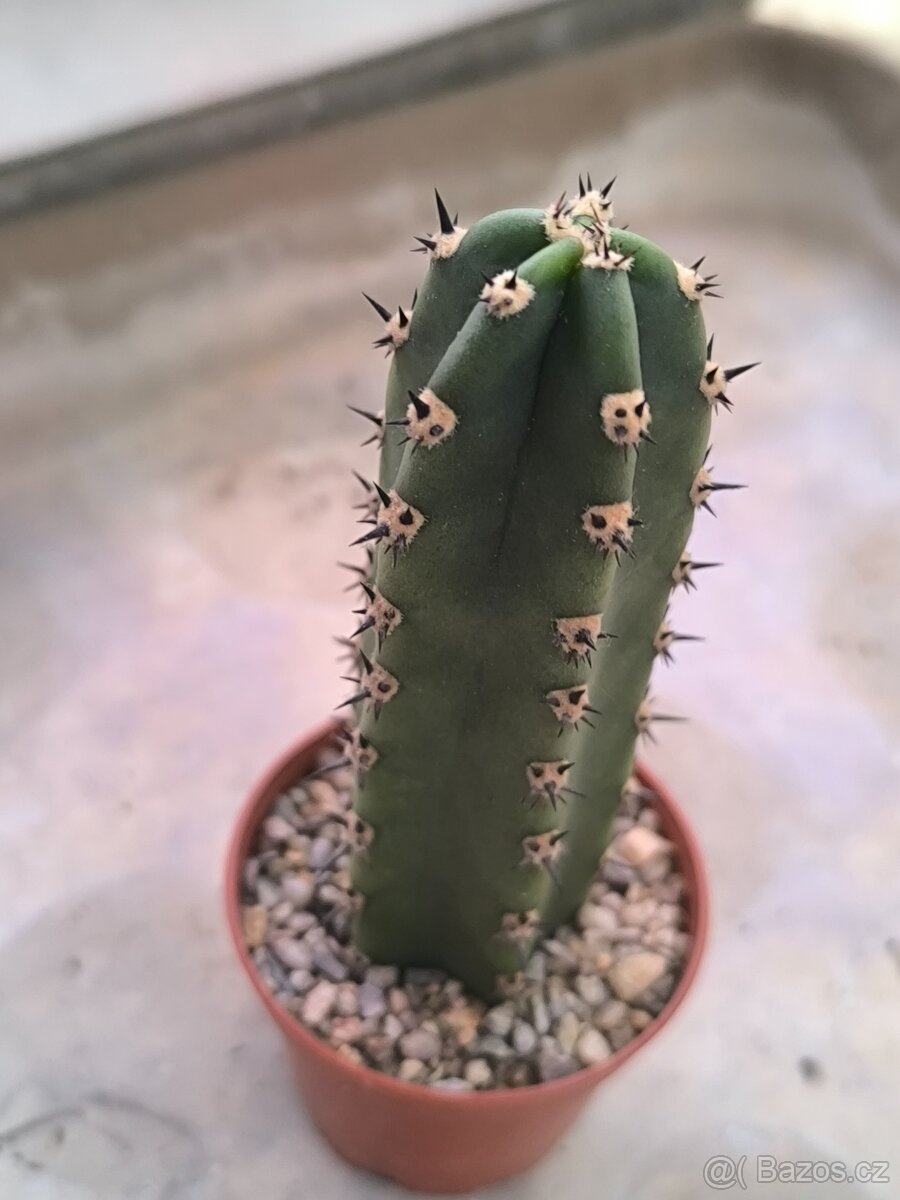 Sukulenty a kaktusy - 6