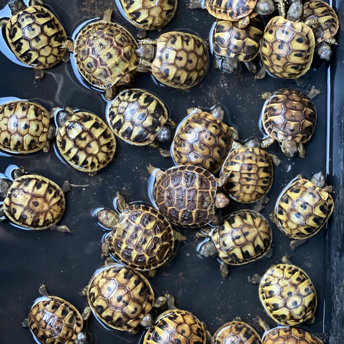 Suchozemská želva + vybavení k chovu - 6