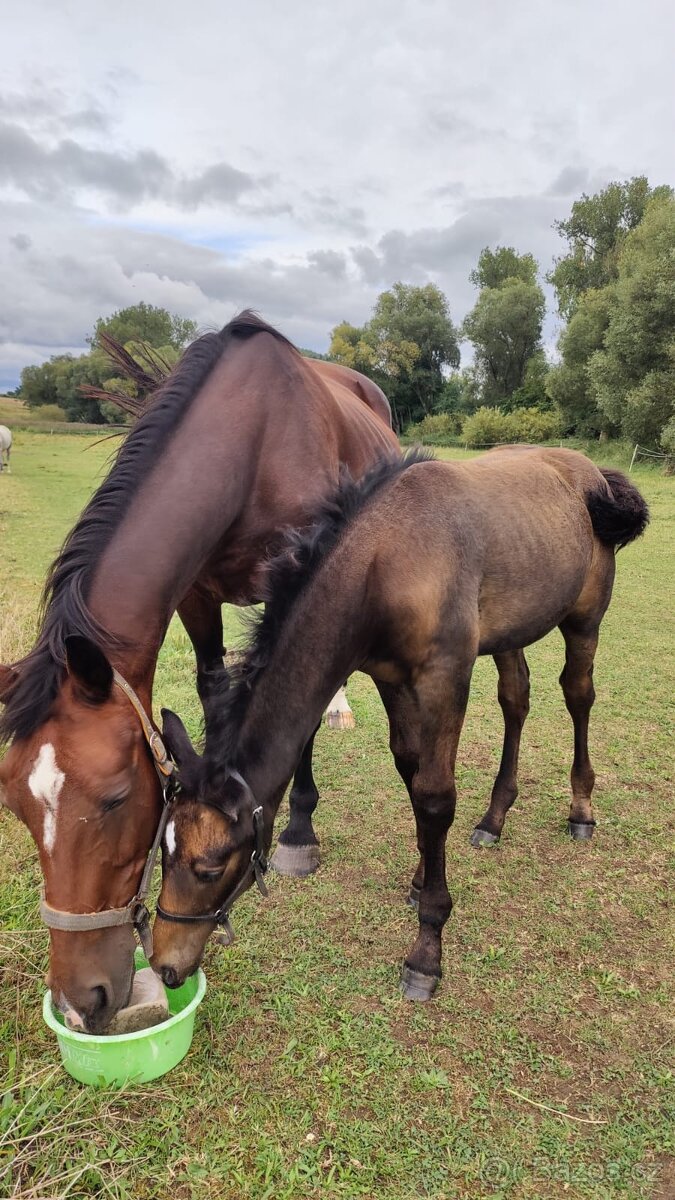 Letošní hřebeček po Li-Quite - 6