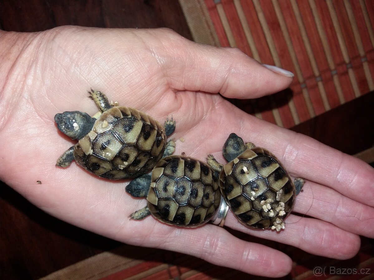 Suchozemská želva zelenavá mláďata - 6