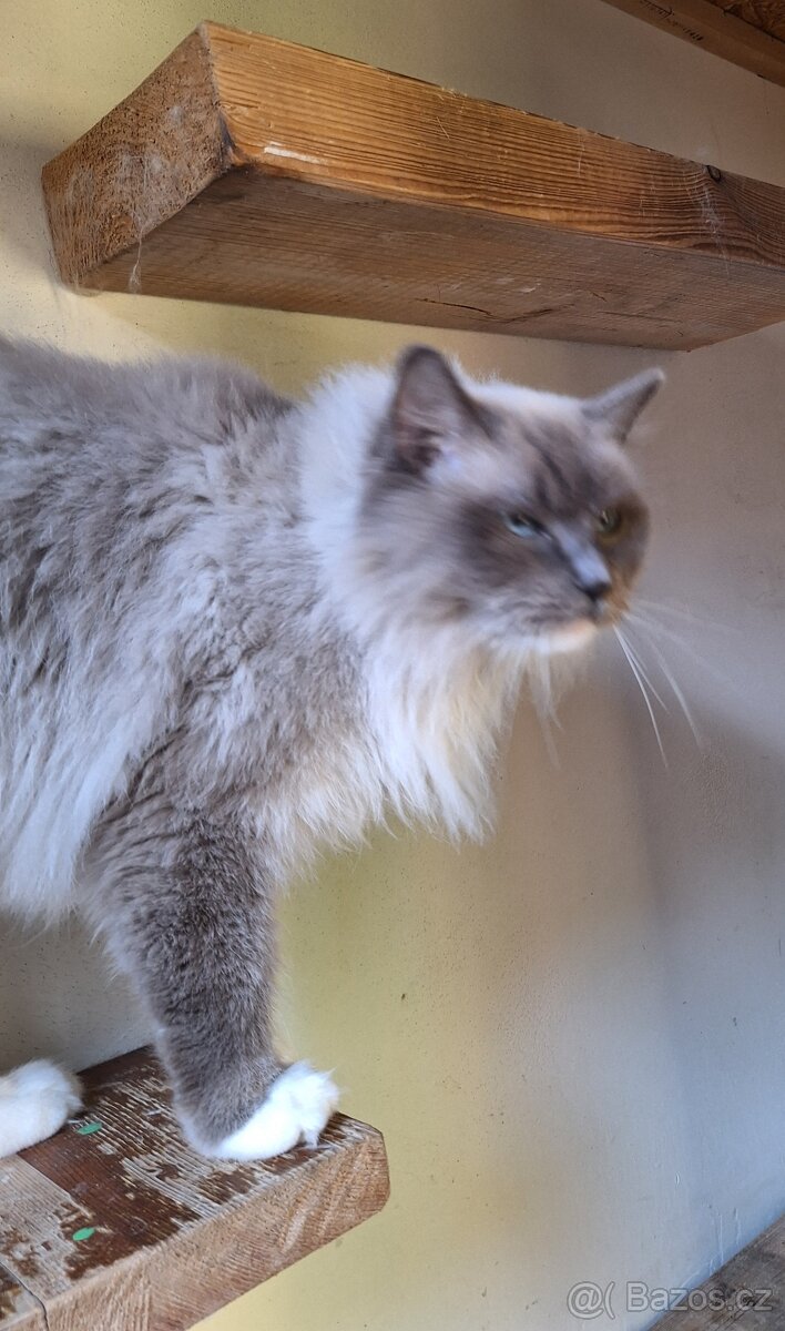 Krásná Ragdoll kočička s pp - 6