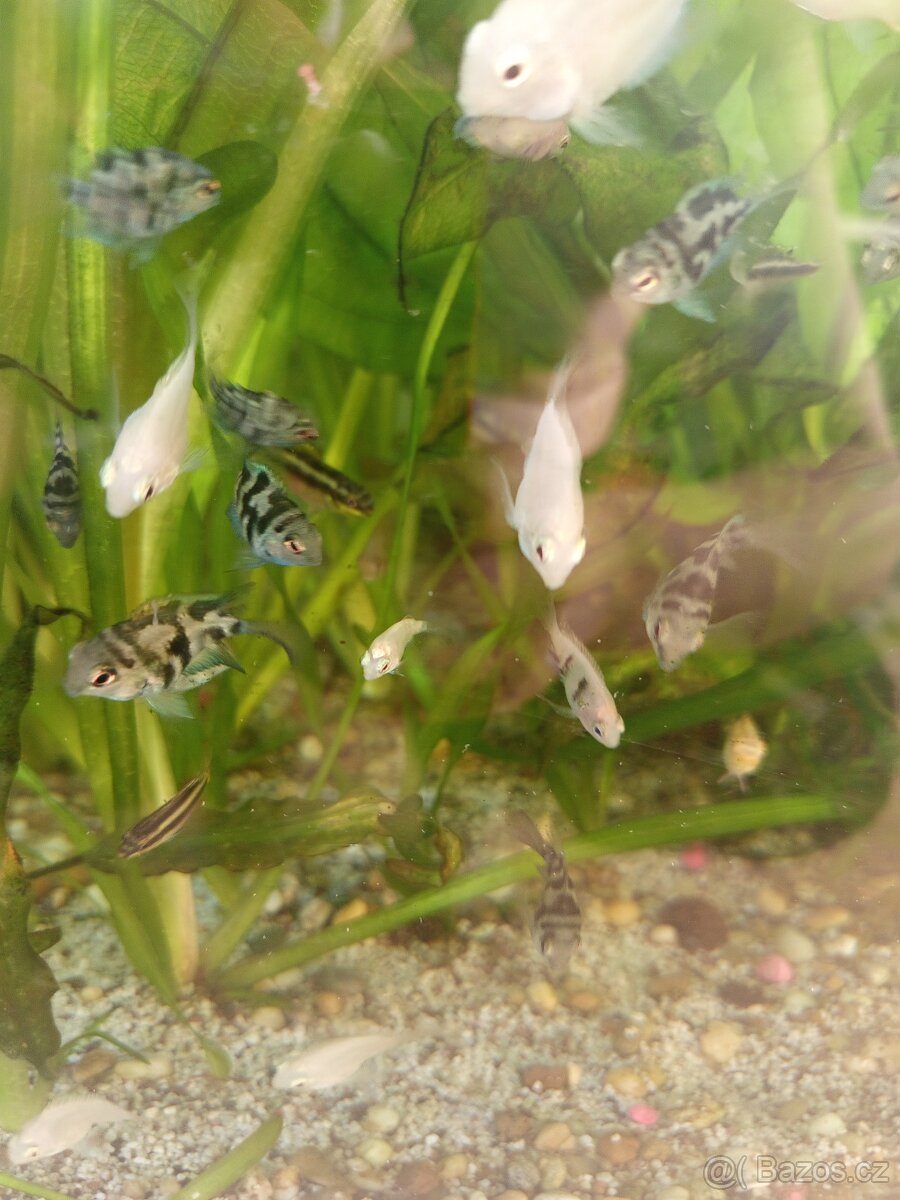 Perlovky,pestřenciBlue Parrot - 6