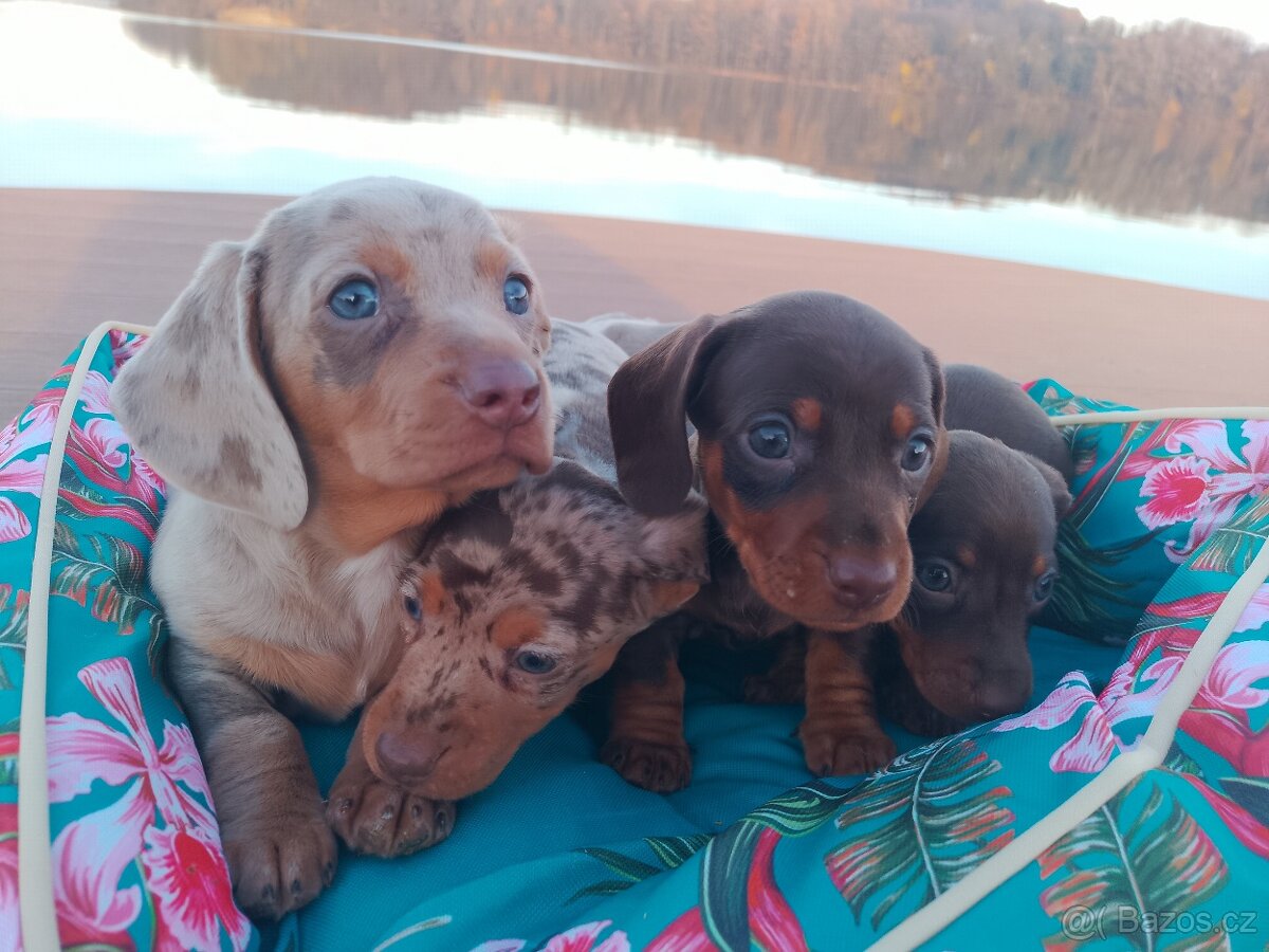 Trpasličí hladkosrstý jezevčík - 6