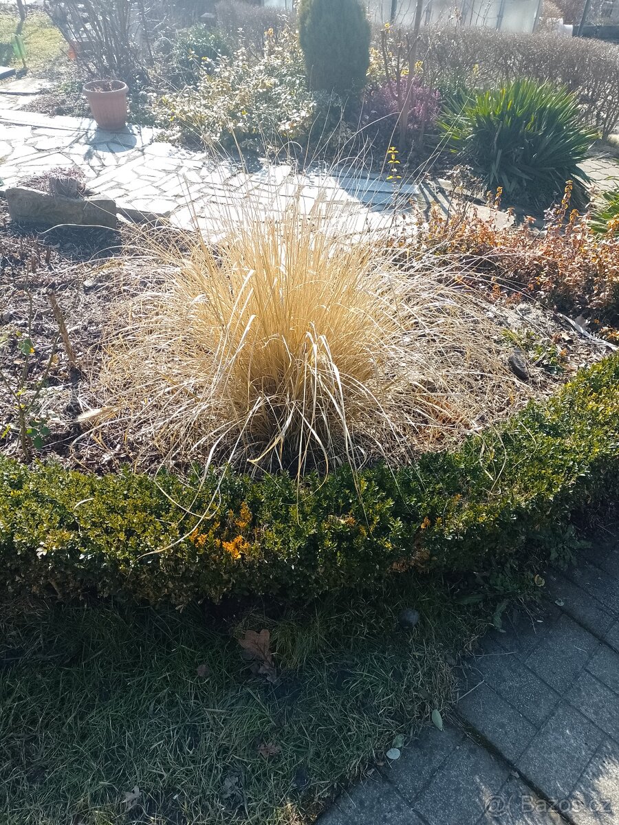 Trávu vousatec. - 6