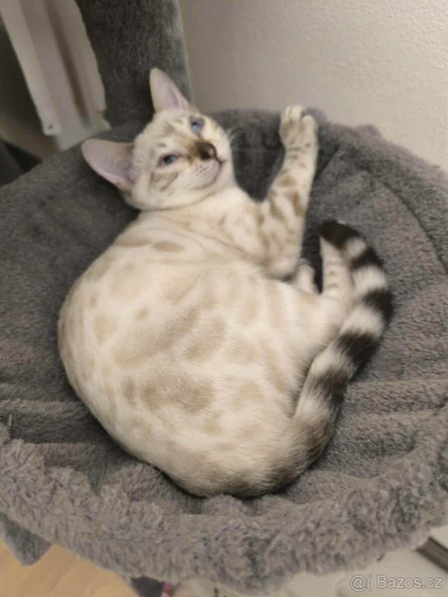 Bengálská kočka, koťata, kočička 🐆 - 6