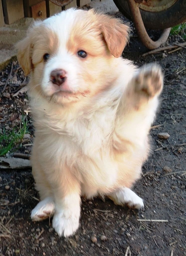 border kolie ee - red - 6