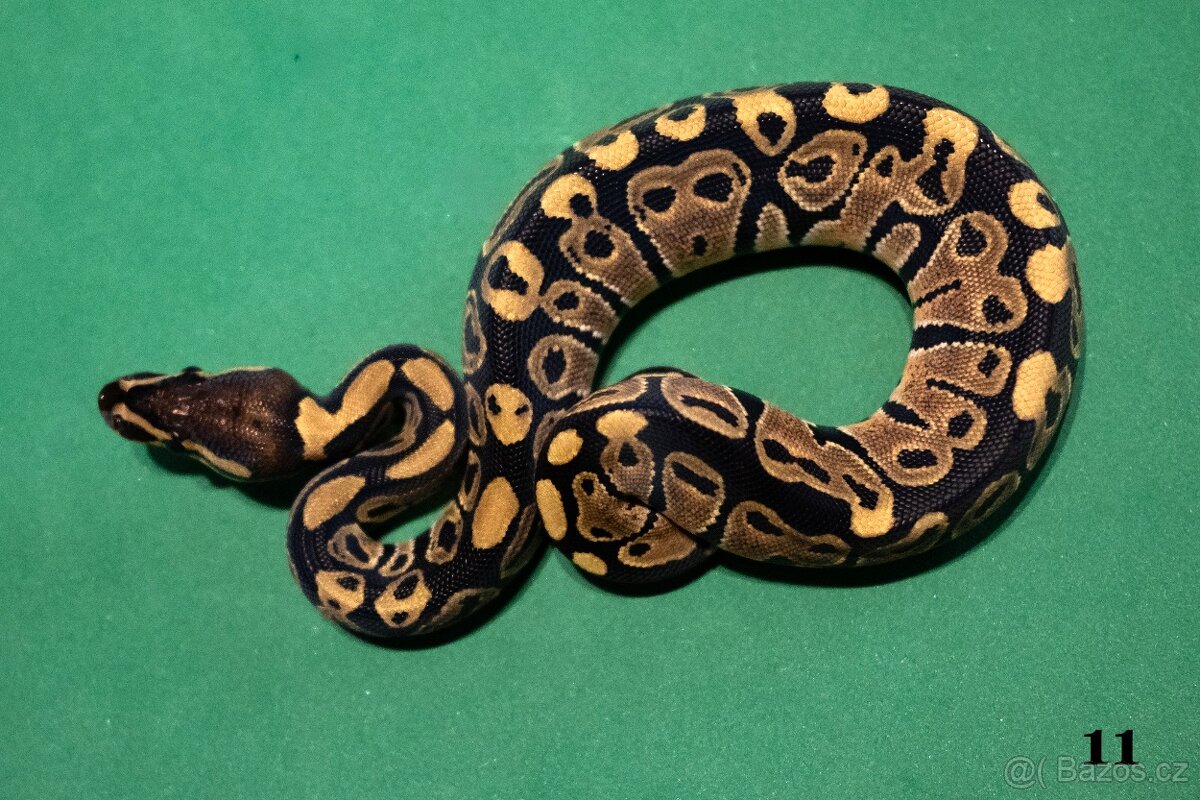 Krajta královská/python regius - 6