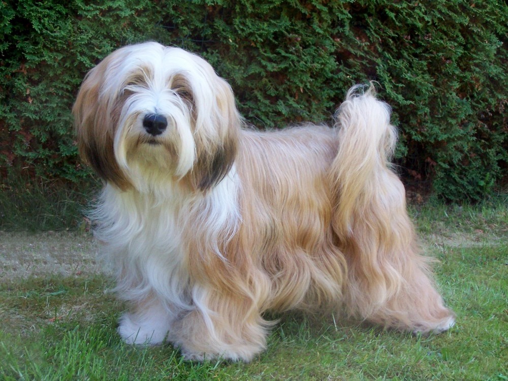 Tibetský teriér s PP - štěňata - 6