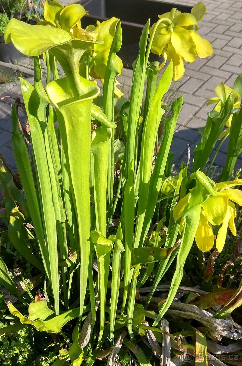 Venkovní masožravé rostliny - 6