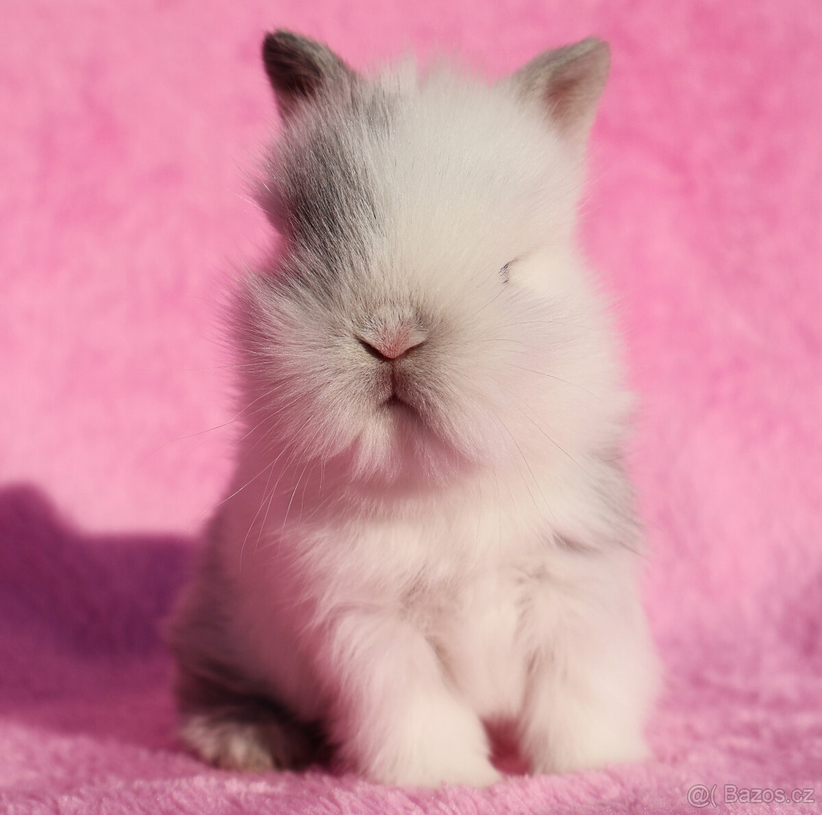 Zakrslý krátkouchý králíček lvíček . - 6