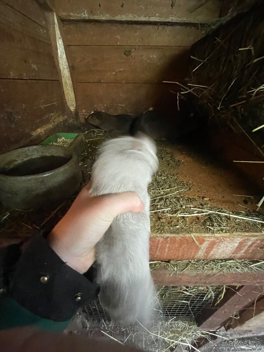 Cuy morčata - 6