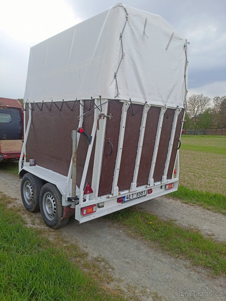 Pronájem přepravníku, přeprava zvířat , auto přepravník., - 6