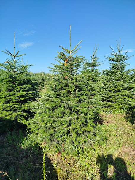 svazek větví jedle kavkazská borovice vánoční stromek - 6
