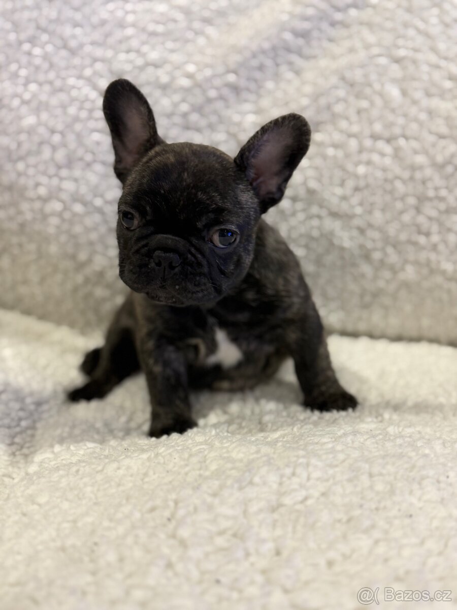 Francouzský buldoček štěňátko s PP - 6