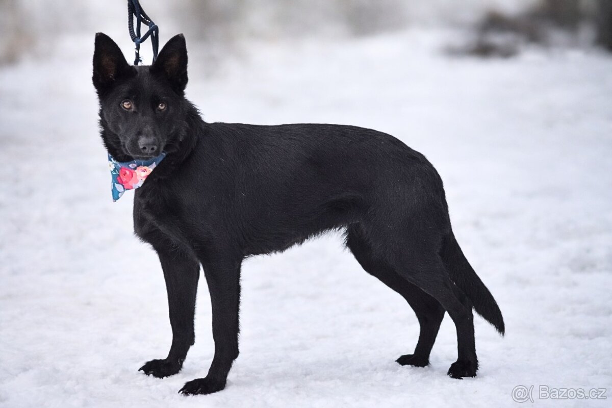 Serena hledá domov - 6