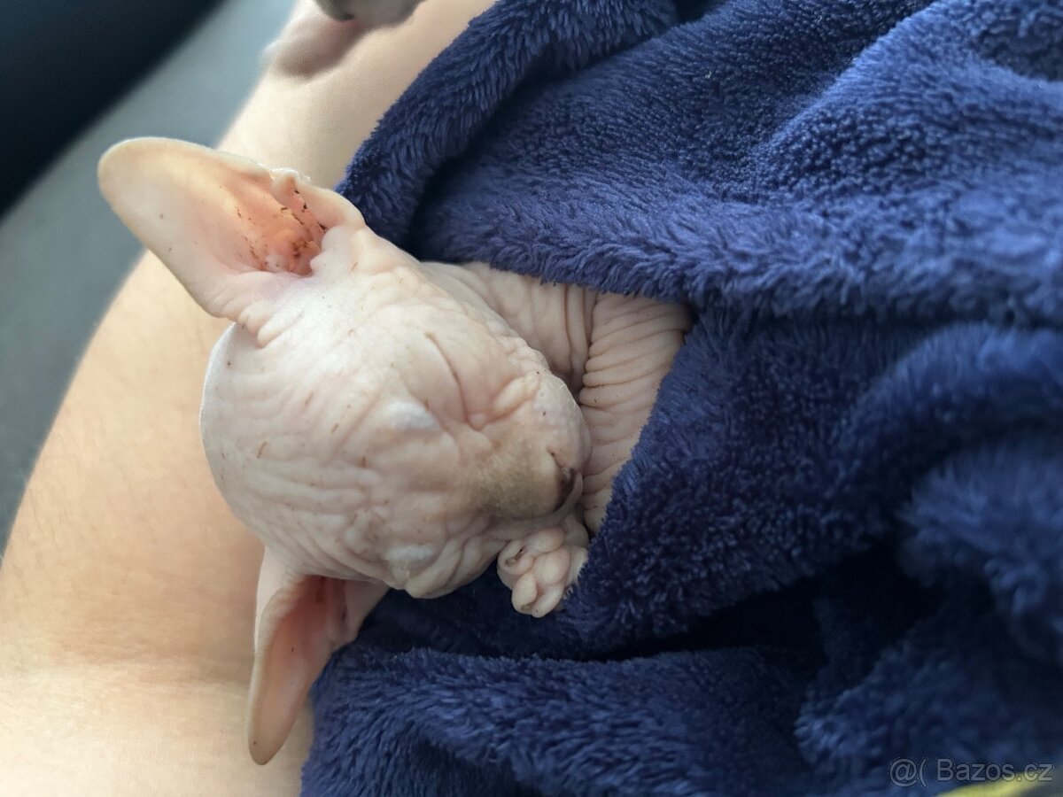 Kanadský sphynx bez PP - 6