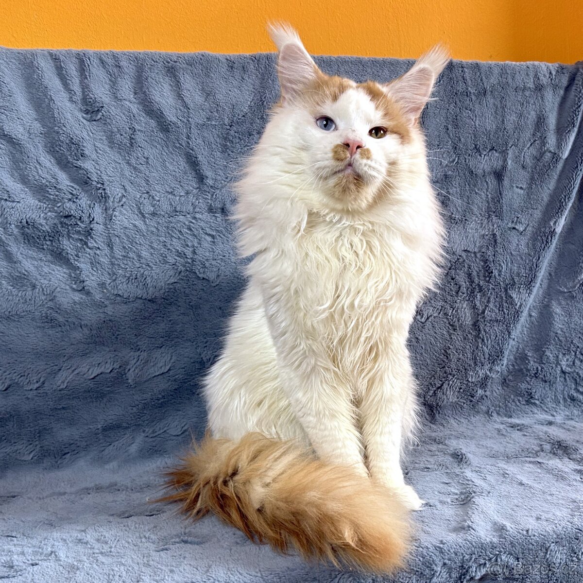 Mainská mývalí - kocourek (PP) - 6