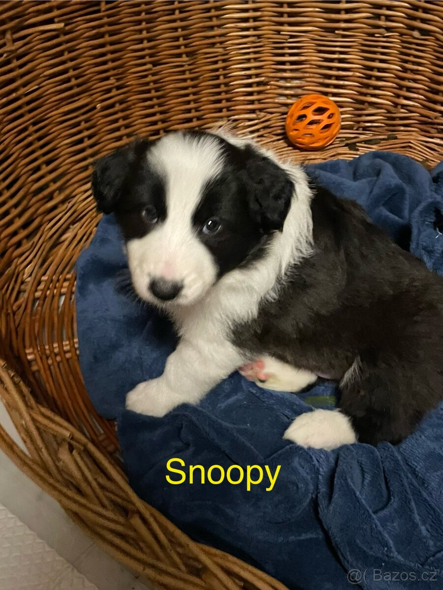 Stenata Border kolie/ kolie - 6