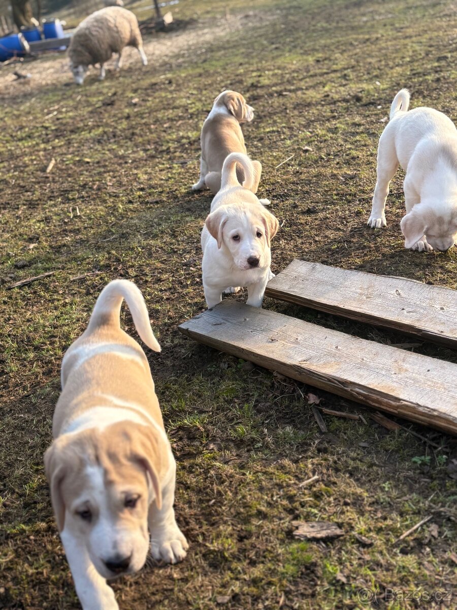 Štěňátka středoasijského pasteveckého psa - 6