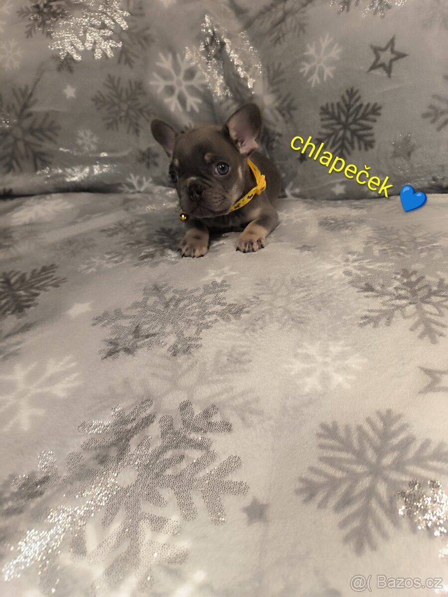 Francouzský buldoček barvě modré 🩵 - 6