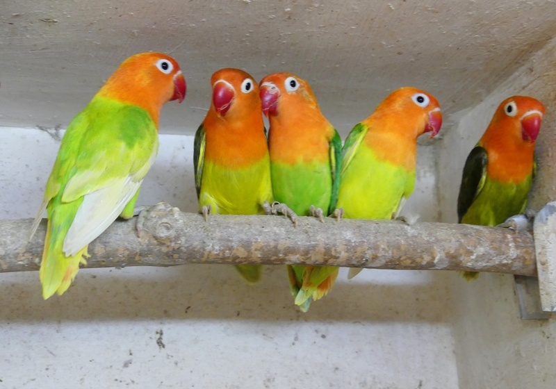 Agapornis fischeri - 6