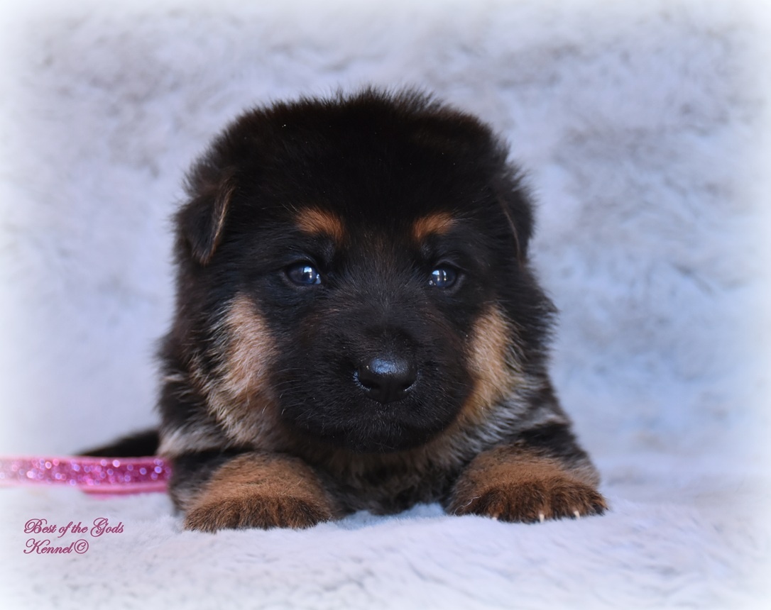 Německý Ovčák - štěňata - 6